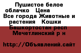 Пушистое белое облачко › Цена ­ 25 000 - Все города Животные и растения » Кошки   . Башкортостан респ.,Мечетлинский р-н